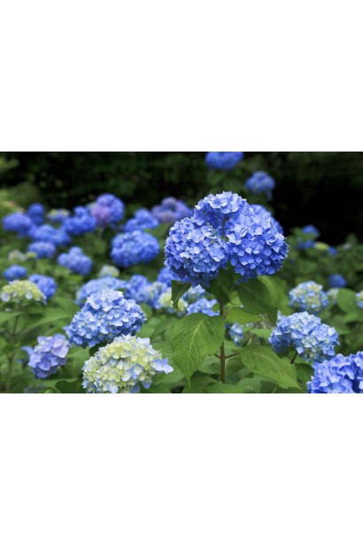 Гортензія макрофіла Ерлі Блю